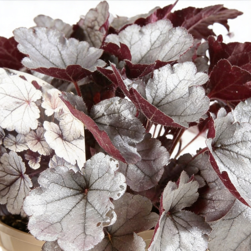 Heuchère Silverberry Pot 2L 15cm - Heuchera Silverberry