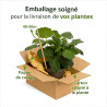 Benoîte Scarlet Tempest Pot 2L 15cm - Geum Scarlet Tempest