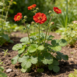 Benoîte Scarlet Tempest Pot 2L 15cm - Geum Scarlet Tempest
