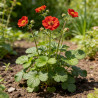 Benoîte Scarlet Tempest Pot 2L 15cm - Geum Scarlet Tempest