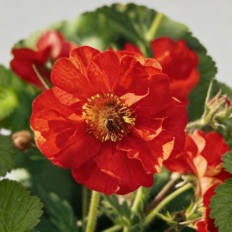 Benoîte Scarlet Tempest Pot 2L 15cm - Geum Scarlet Tempest