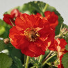 Benoîte Scarlet Tempest Pot 2L 15cm - Geum Scarlet Tempest