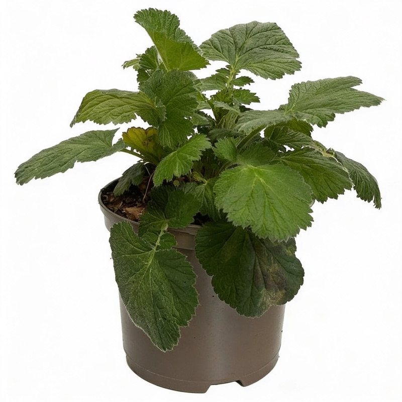 Benoîte Scarlet Tempest Pot 2L 15cm - Geum Scarlet Tempest