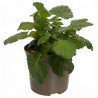 Benoîte Scarlet Tempest Pot 2L 15cm - Geum Scarlet Tempest