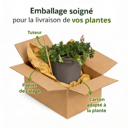 Géranium vivace Gerwat Pot 2L 15cm - Geranium Gerwat