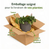 Géranium vivace Gerwat Pot 2L 15cm - Geranium Gerwat
