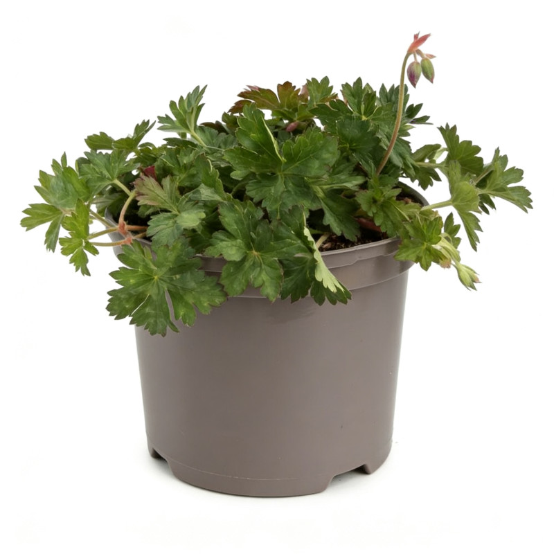 Géranium vivace Gerwat Pot 2L 15cm - Geranium Gerwat