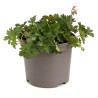 Géranium vivace Gerwat Pot 2L 15cm - Geranium Gerwat