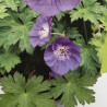 Géranium vivace Gerwat Pot 2L 15cm - Geranium Gerwat