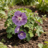 Géranium vivace Gerwat Pot 2L 15cm - Geranium Gerwat