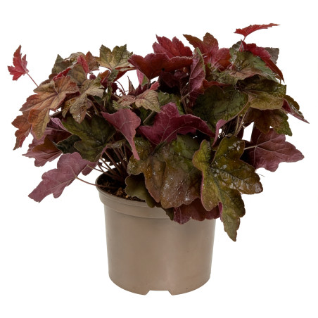 Heuchérelle Art Deco Pot 2L 15cm - Heucherella Art Deco