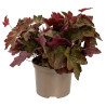 Heuchérelle Art Deco Pot 2L 15cm - Heucherella Art Deco