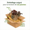 Heuchère Plum Pudding Pot 2L 15cm - Heuchera Plum Pudding