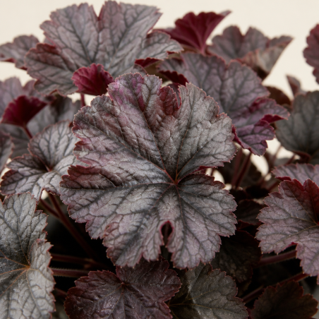 Heuchère Plum Pudding Pot 2L 15cm - Heuchera Plum Pudding