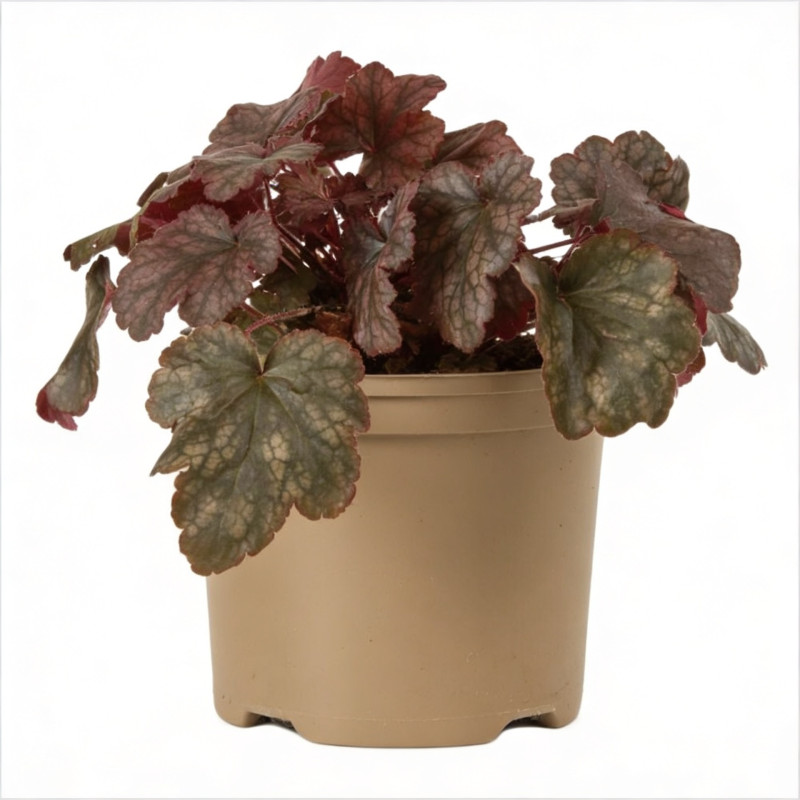 Heuchère Plum Pudding Pot 2L 15cm - Heuchera Plum Pudding