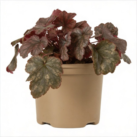 Heuchère Plum Pudding Pot 2L 15cm - Heuchera Plum Pudding