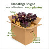 Heuchère hybride Mulberry Pot 2L 15cm - Heuchera hybride Mulberry