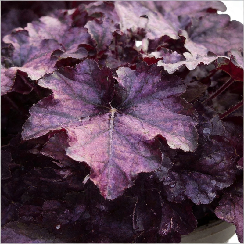 Heuchère hybride Mulberry Pot 2L 15cm - Heuchera hybride Mulberry
