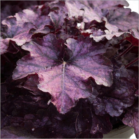 Heuchère hybride Mulberry Pot 2L 15cm - Heuchera hybride Mulberry