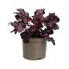 Heuchère hybride Mulberry Pot 2L 15cm - Heuchera hybride Mulberry