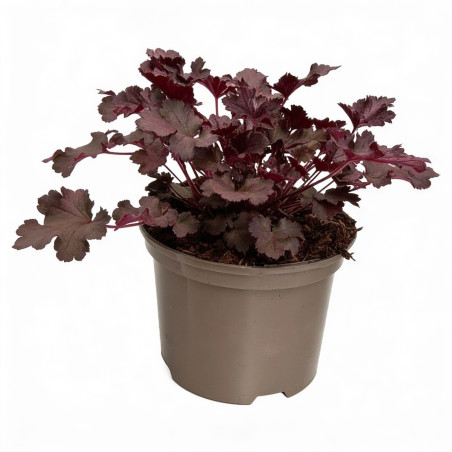 Heuchère Crazy Rasta Pot 2L 15cm - Heuchera Crazy Rasta