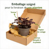 Heuchère Crazy Rasta Pot 2L 15cm - Heuchera Crazy Rasta