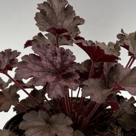 Heuchère Crazy Rasta Pot 2L 15cm - Heuchera Crazy Rasta