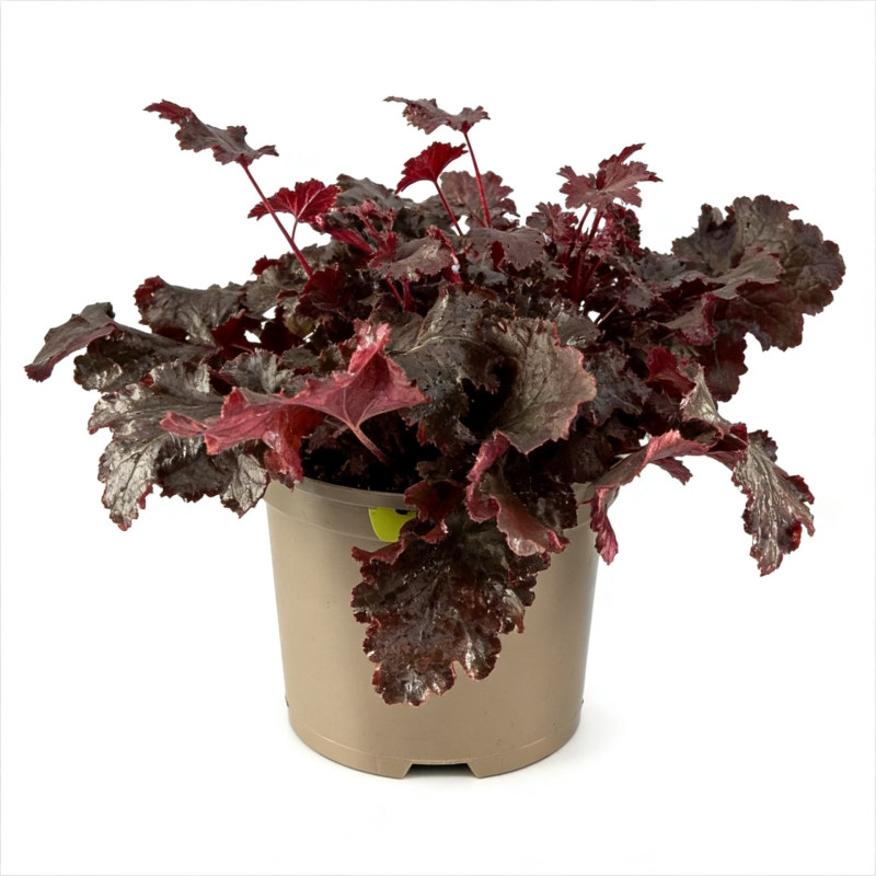 Heuchère Black Beauty Pot 2L 15cm - Heuchera Black Beauty
