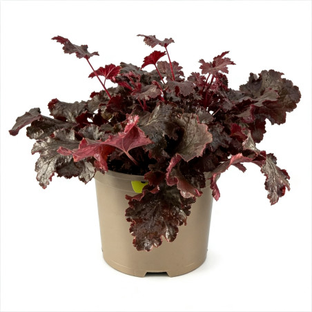 Heuchère Black Beauty Pot 2L 15cm - Heuchera Black Beauty