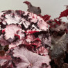 Heuchère Black Beauty Pot 2L 15cm - Heuchera Black Beauty