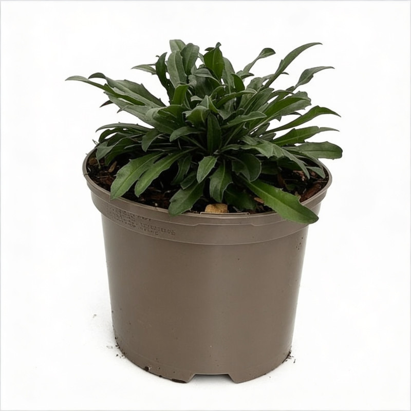 Giroflée arbustive Bowles Mauve Pot 2L 15cm - Erysimum linifolium Bowles Mauve