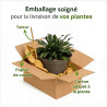 Giroflée arbustive Bowles Mauve Pot 2L 15cm - Erysimum linifolium Bowles Mauve