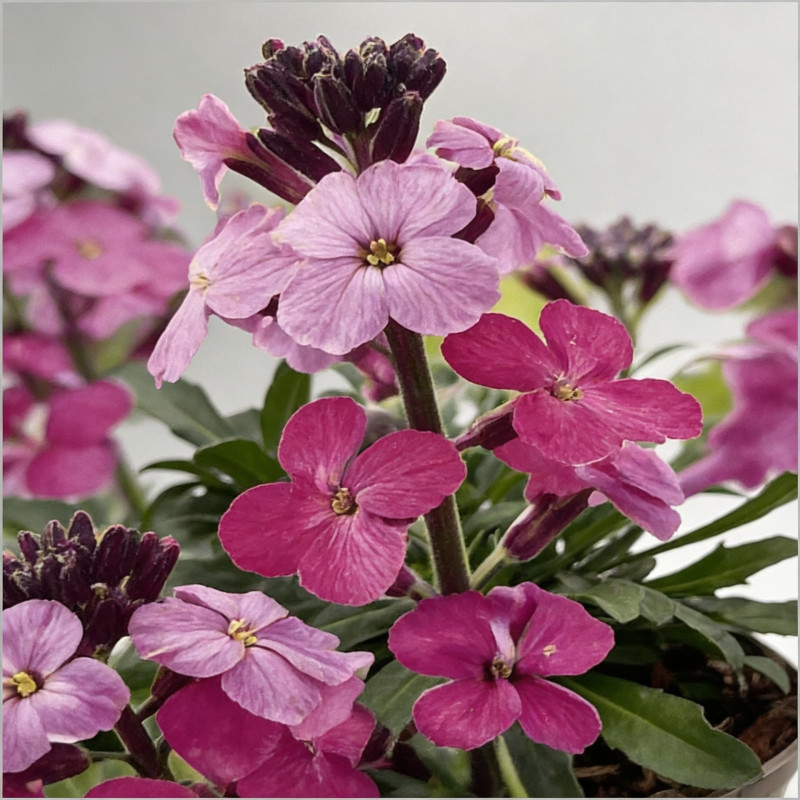 Giroflée arbustive Bowles Mauve Pot 2L 15cm - Erysimum linifolium Bowles Mauve