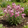 Giroflée arbustive Bowles Mauve Pot 2L 15cm - Erysimum linifolium Bowles Mauve