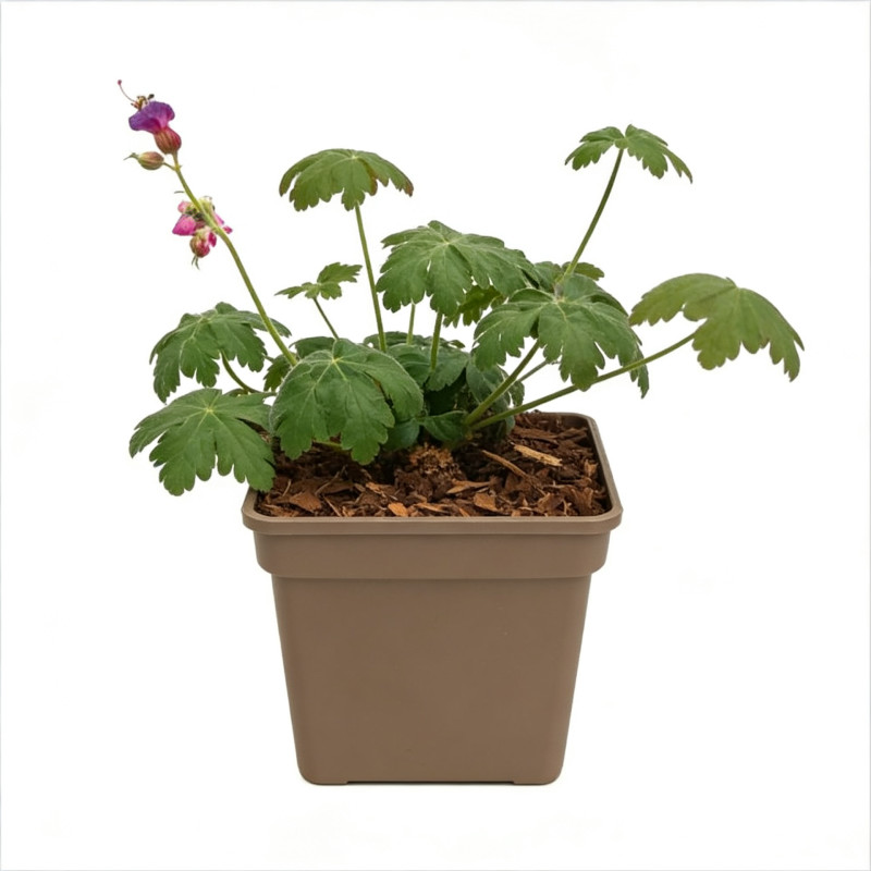 Géranium à gros rhizome Pot 2L 15cm - Geranium macrorrhizum