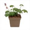 Géranium à gros rhizome Pot 2L 15cm - Geranium macrorrhizum