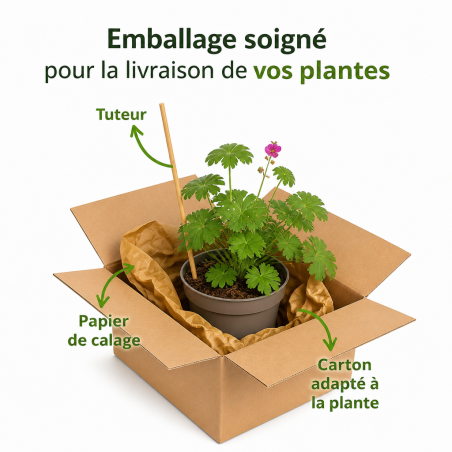 Géranium à gros rhizome Pot 2L 15cm - Geranium macrorrhizum