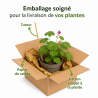 Géranium à gros rhizome Pot 2L 15cm - Geranium macrorrhizum