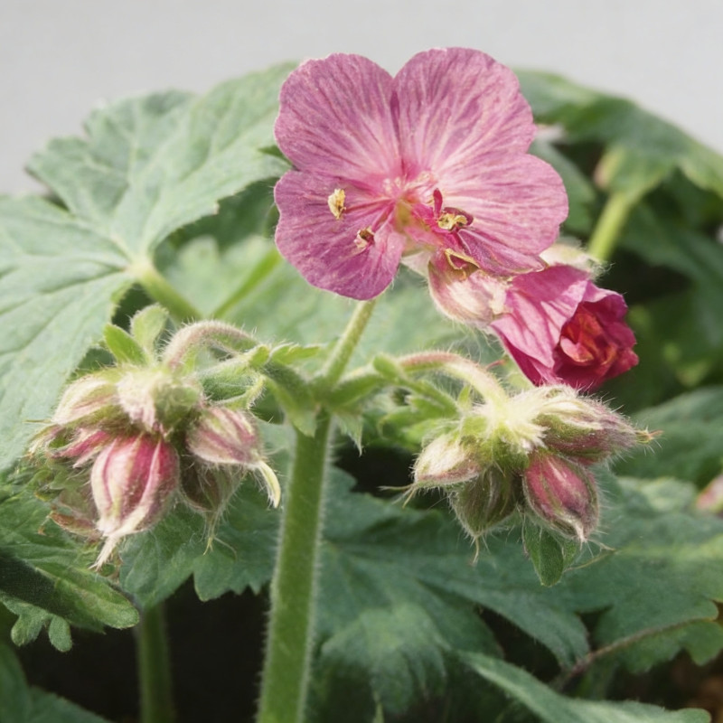 Géranium à gros rhizome Pot 2L 15cm - Geranium macrorrhizum