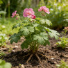Géranium à gros rhizome Pot 2L 15cm - Geranium macrorrhizum