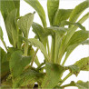 Digitale pourpre Gloxiniiflora Pot 2L 20/30cm - Digitalis purpurea Gloxiniiflora