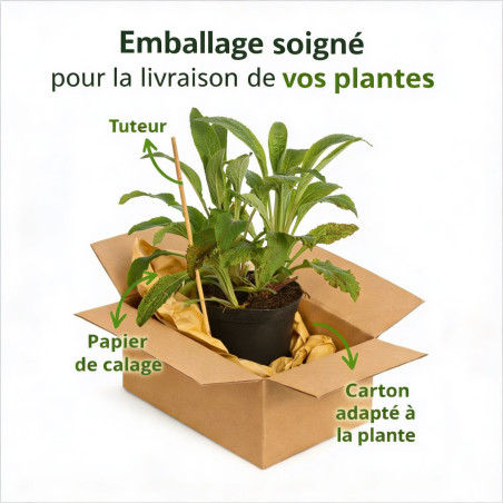 Digitale pourpre Gloxiniiflora Pot 2L 20/30cm - Digitalis purpurea Gloxiniiflora