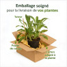Digitale pourpre Gloxiniiflora Pot 2L 20/30cm - Digitalis purpurea Gloxiniiflora