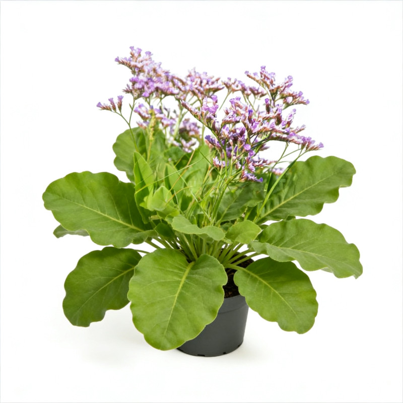 Statice à feuilles larges Pot 2L 20/30cm - Limonium latifolium