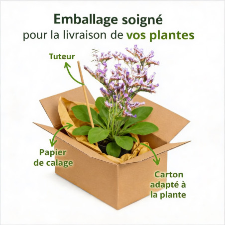 Statice à feuilles larges Pot 2L 20/30cm - Limonium latifolium