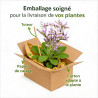 Statice à feuilles larges Pot 2L 20/30cm - Limonium latifolium