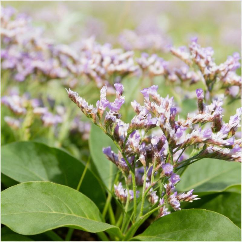 Statice à feuilles larges Pot 2L 20/30cm - Limonium latifolium