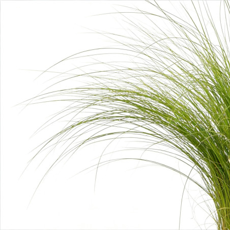 Cheveux dange tenuifolia 20cm Pot 2L - Stipa tenuifolia