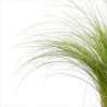 Cheveux dange tenuifolia 20cm Pot 2L - Stipa tenuifolia