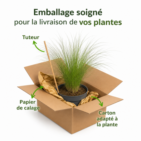 Cheveux dange tenuifolia 20cm Pot 2L - Stipa tenuifolia